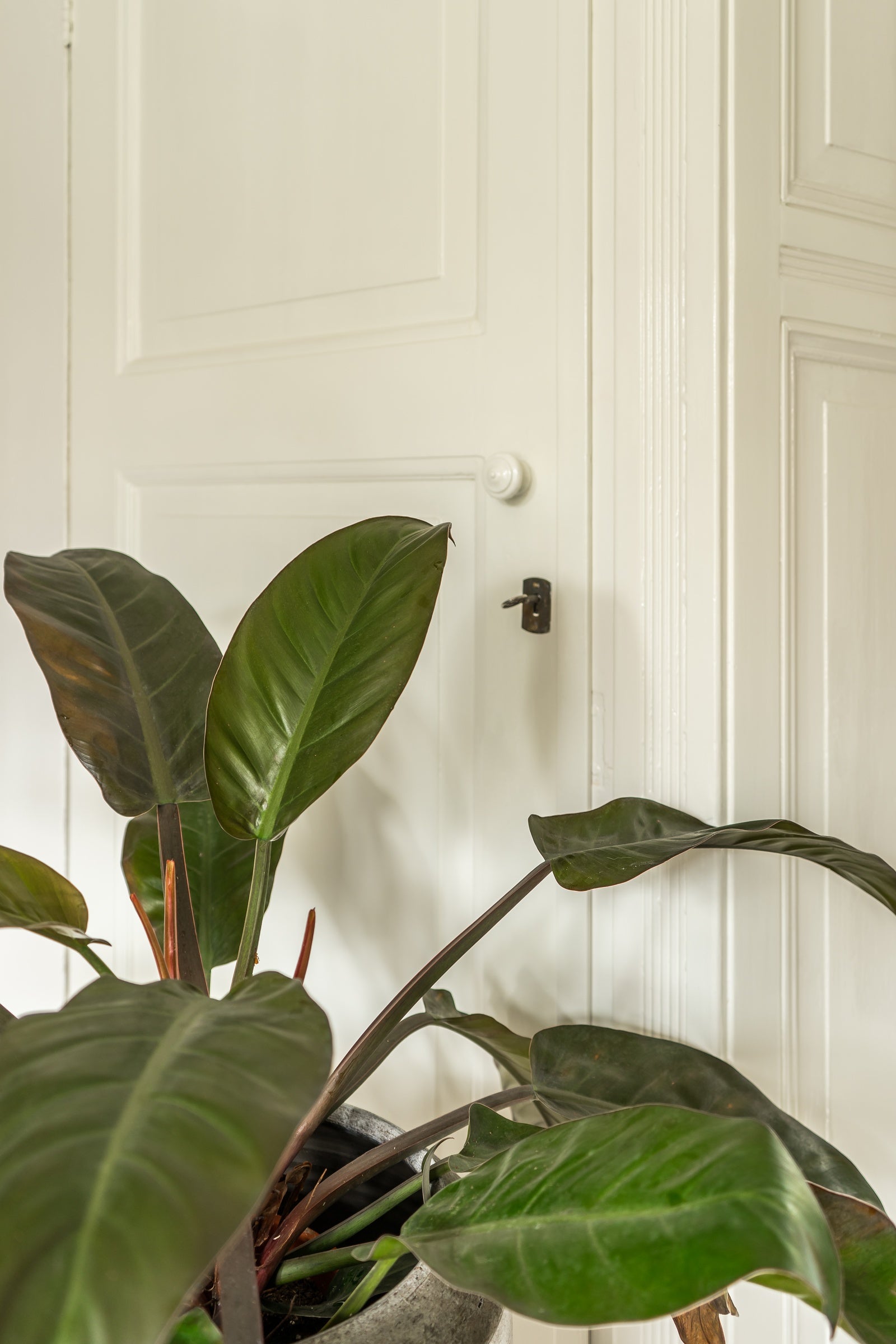 Pure & Original Neutral Rice Traditional Paint lakverf in interieur