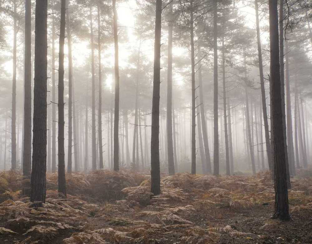 Noordwand Atmosphere G78426
