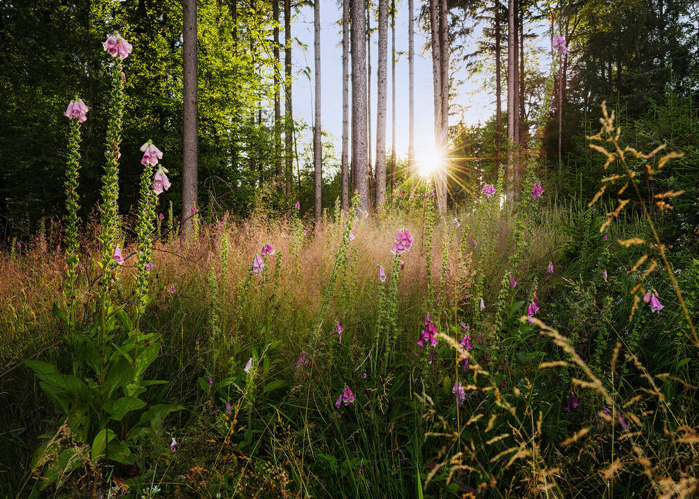 Komar Home Summer Glade X7-1005