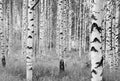 Komar Home Woods XXL4-023