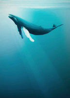 Komar Into Adventure Whale IAX4-0045