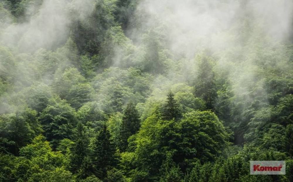 Komar Pure Forest Land PSH061-VD4