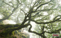 Komar Pure Forgotten Forest PSH092-VD4