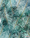 Komar Pure Palm Canopy P025-VD2