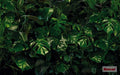 Komar Pure Tropical Wall P333-VD4
