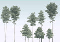 Komar Raw Pines R4-040