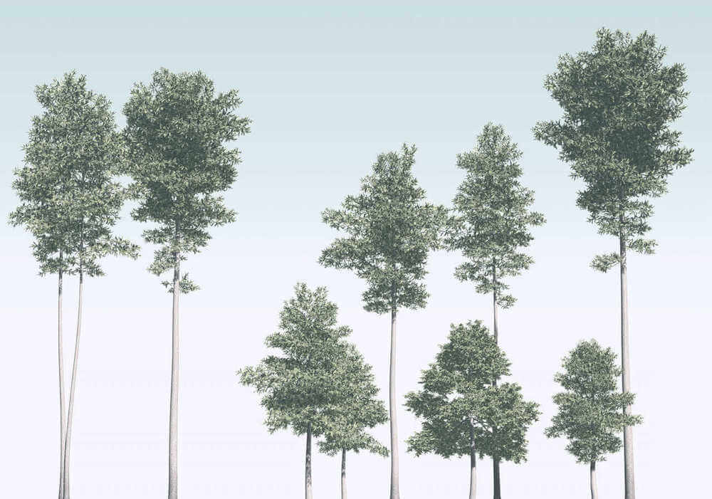 Komar Raw Pines R4-040