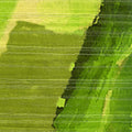 Élitis Anguille Big Croco Legend Lost in Plantation VP 429 01 – dessin en kleur van dichtbij