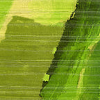 Élitis Anguille Big Croco Legend Lost in Plantation VP 429 01 – dessin en kleur van dichtbij