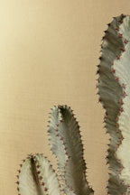 Masureel behang Dixie Pampas in interieur