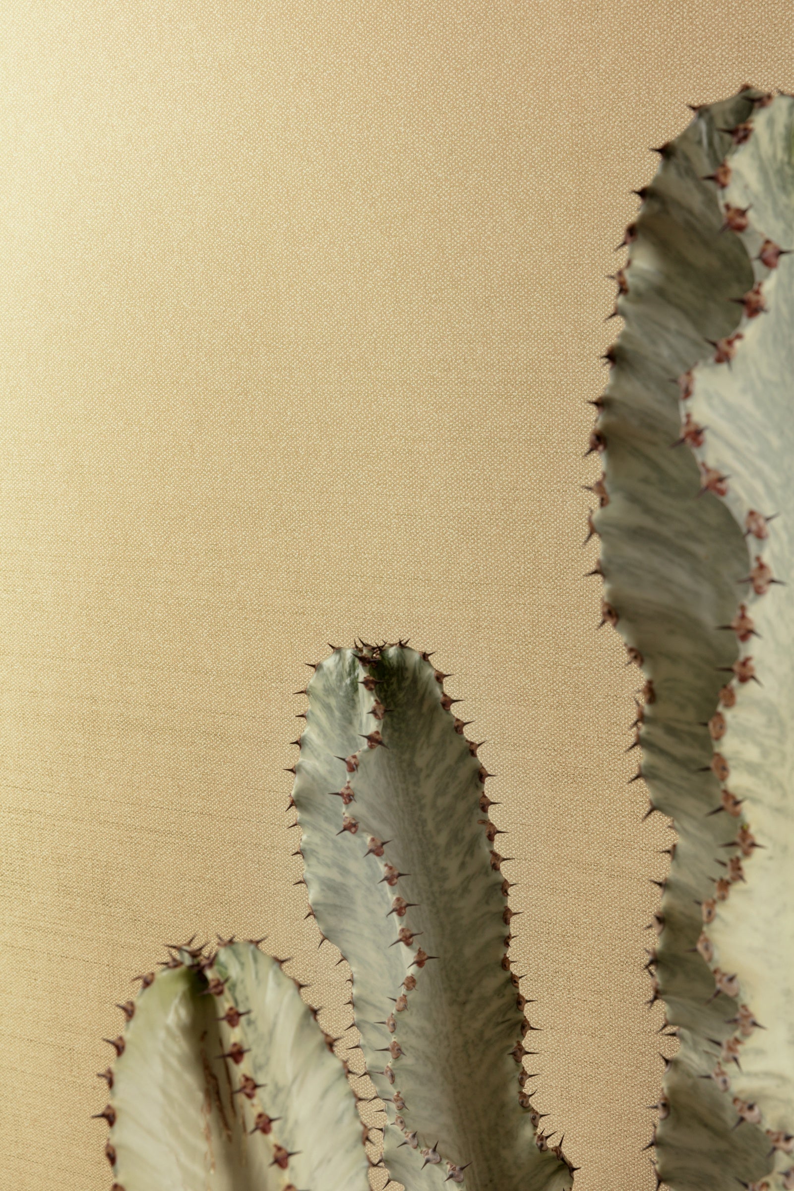 Masureel behang Dixie Pampas in interieur